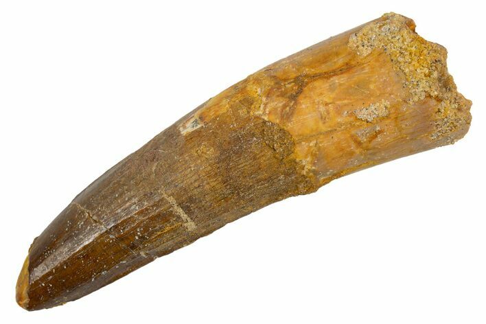 Fossil Spinosaurus Tooth - Real Dinosaur Tooth #305688